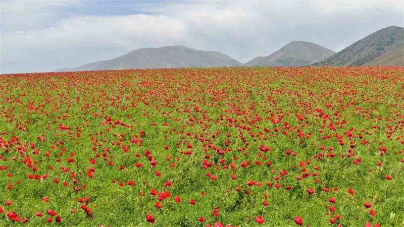 Elazığ’da gelincikler tarlaları kırmızıya boyadı
