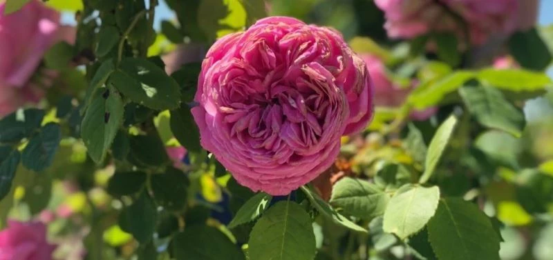 Edirne’de gül hasadı şenliği
