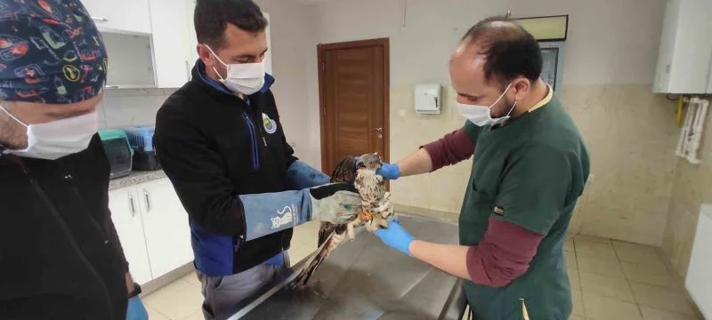 Bursa’da yaralanan şahine vatandaş sahip çıktı
