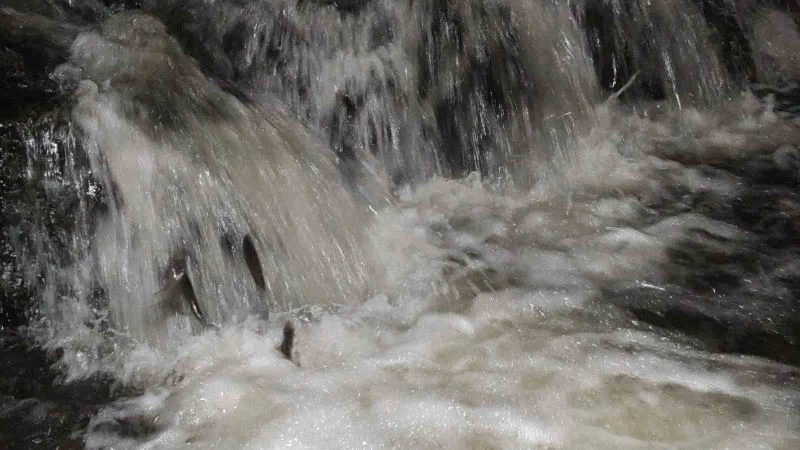 Uçan balıkların zorlu gece yolculuğu
