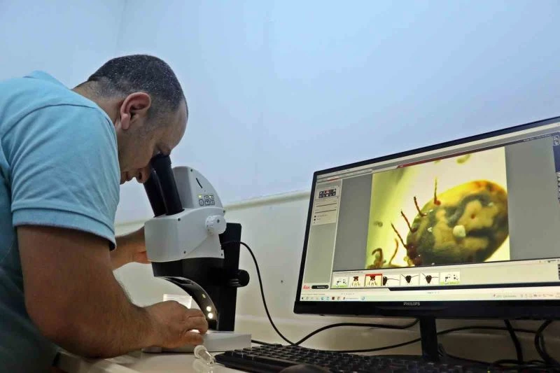 Bir defada binlerce yumurta bırakıyor, hayvan ve insanın kanını emerken anestezi uyguluyor
