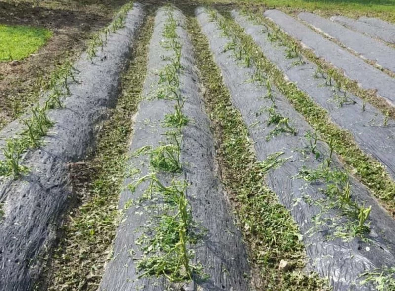 Dolu, sebze fidelerine zarar verdi
