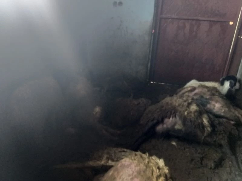 Devlet destekli alınan sürüye kurt dadandı: 35 koyun telef oldu
