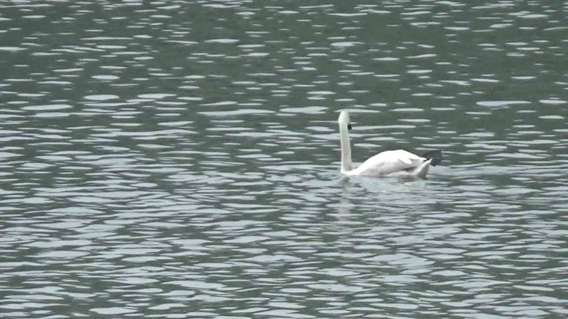 Bolu’da ilk kez görüntülendi
