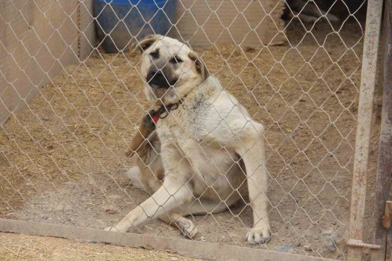 Uzman Kangal yetiştiricisi uyardı: “Yaz aylarında bu belirtilere dikkat”

