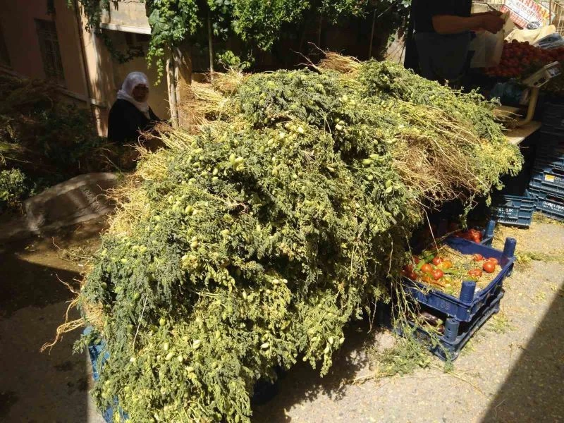 Yeşil nohut tezgahlarda yerini aldı
