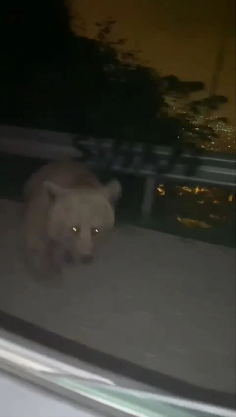 Bursa’da anayola inen ayı, yanında yavaşlayan otomobile böyle saldırdı
