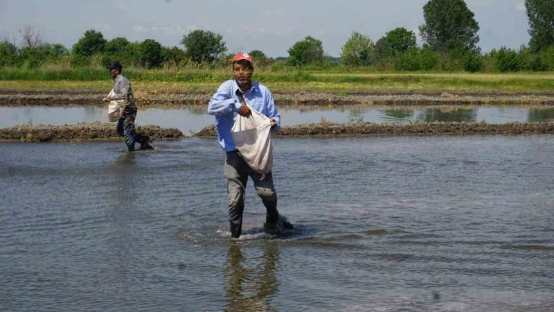 Türkiye’nin çeltik ambarında ’beyaz altın’ mesaisi başladı
