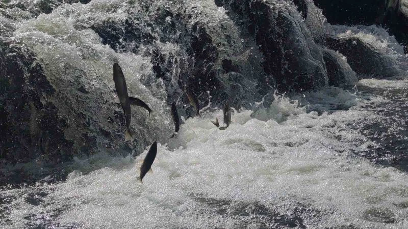 Uçan balıkların muhteşem göç yolculuğuna susuzluk engeli
