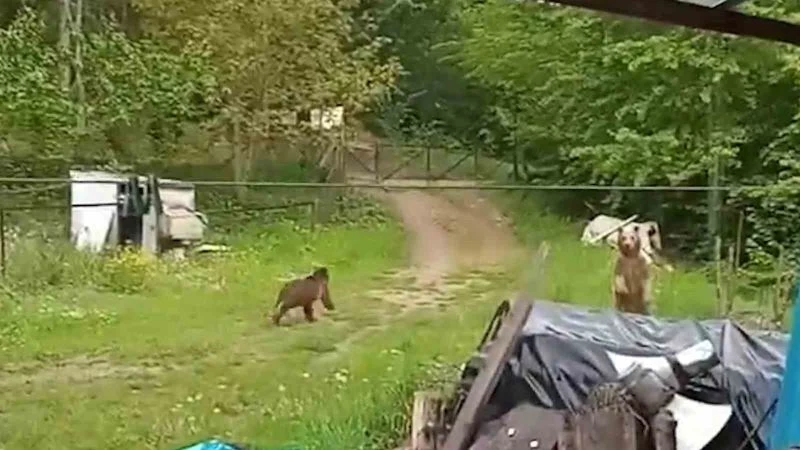 Bahçesine giren ayıları böyle kovdu
