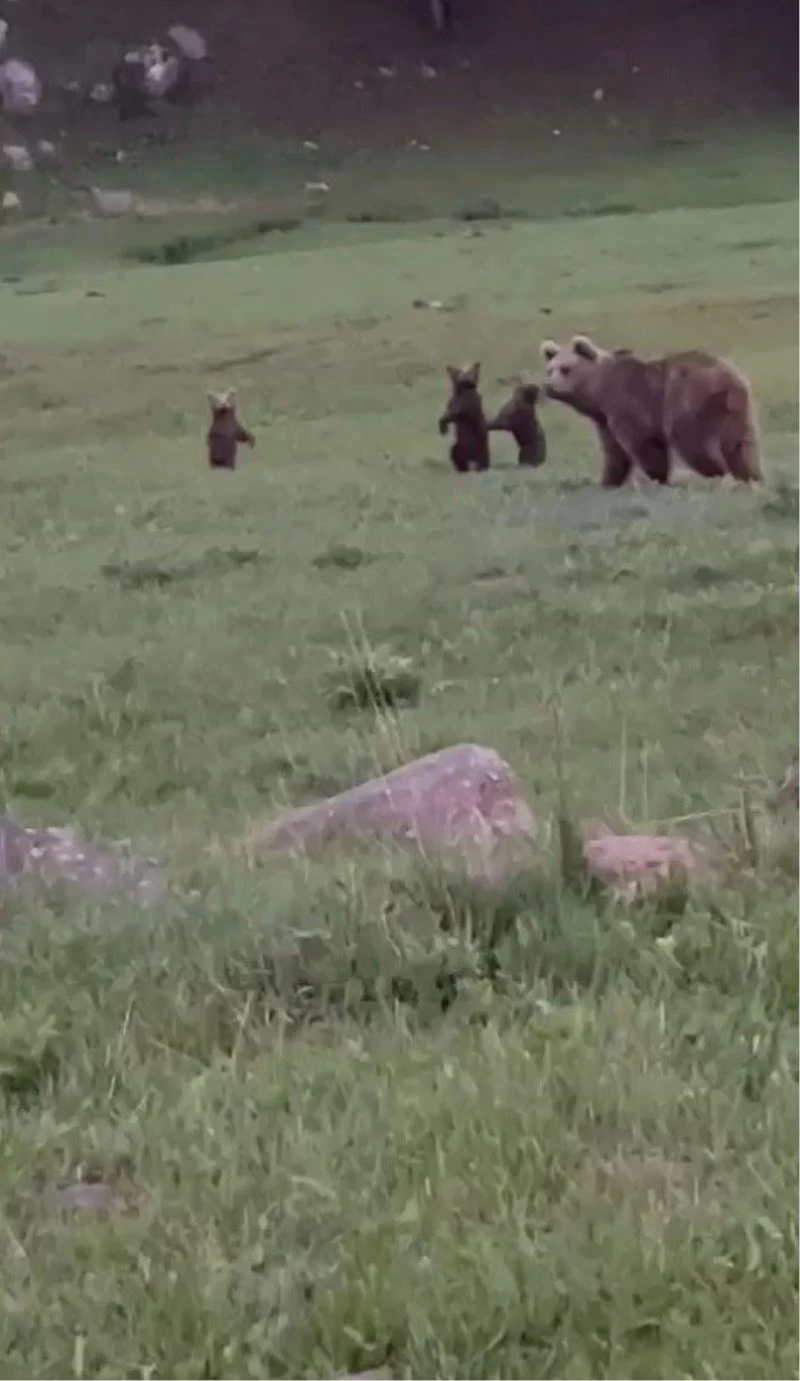 Sarıkamış’ta boz ayı ailesi görüntülendi
