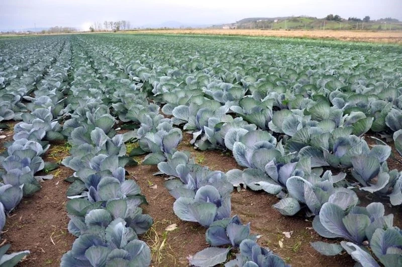 Sebze ve meyveyi Samsun üretiyor, Türkiye tüketiyor
