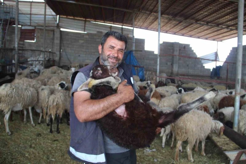 Telef olan hayvanlarının yerine yenisi verilen depremzede: 