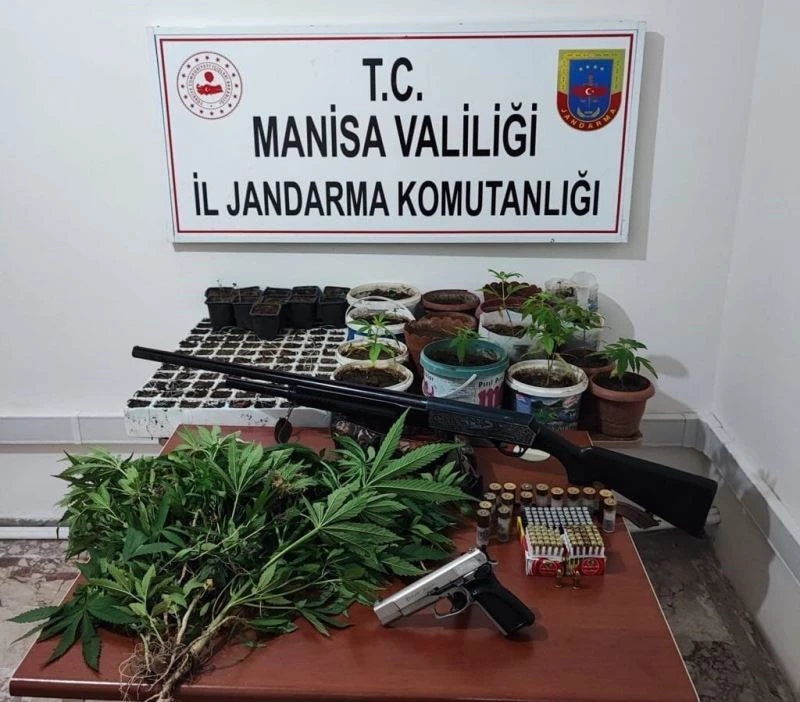 Saruhanlı’da 403 kök kenevir ele geçirildi
