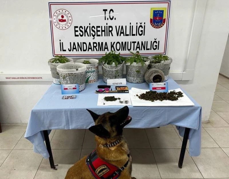 Uyuşturucu madde yetiştiren şahıslar Jandarma köpeği Akça’dan kaçamadı
