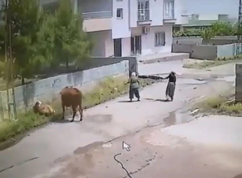 Mardin’de ineğin ölüme gitme anı kameraya yansıdı
