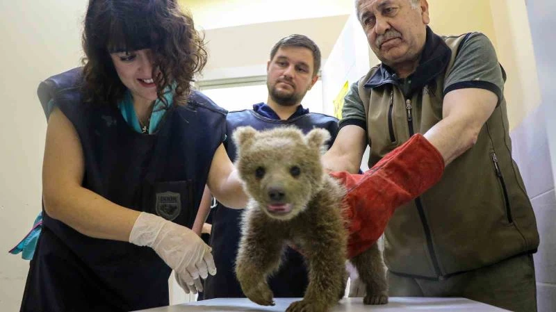 1,5 aylık yavru ayı ameliyat edildi
