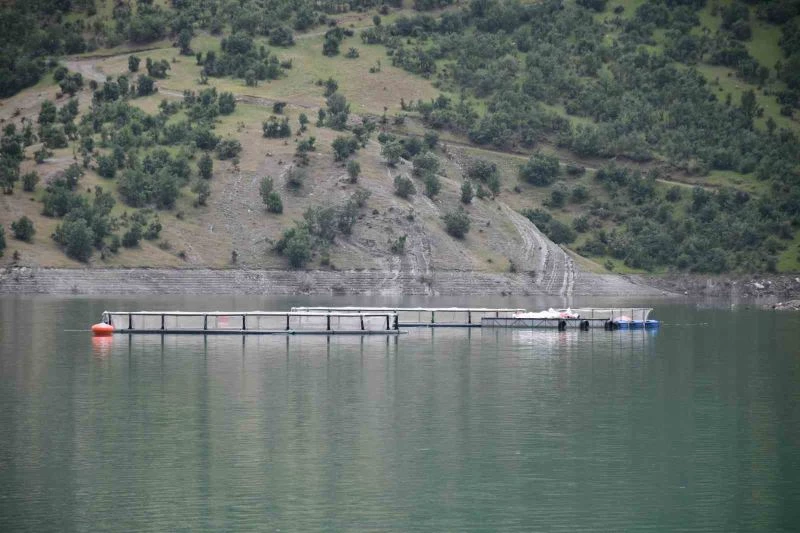 Devletin projeleriyle Şırnak’ta balık hasadı yapılıyor
