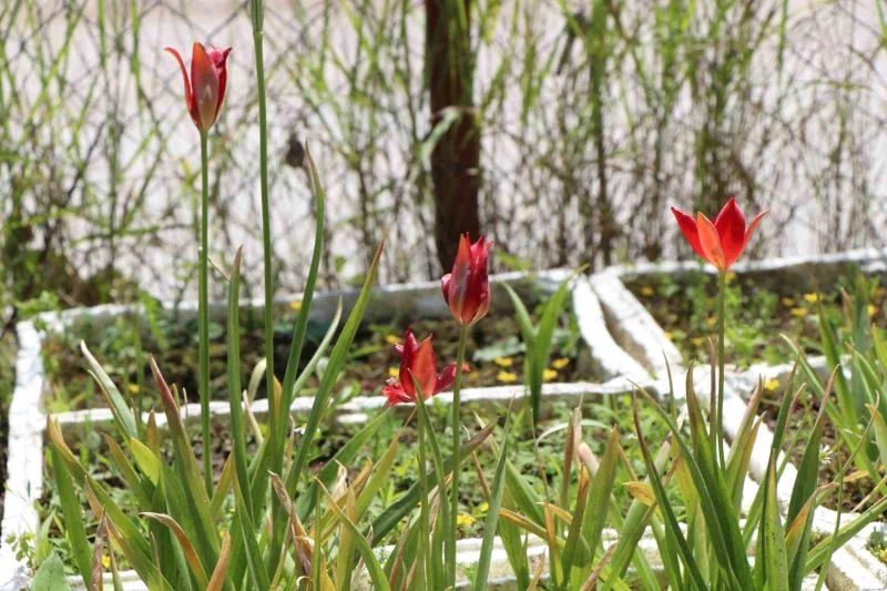 Avrupa’dan getirilen ‘yitik lale’ 127 yıl sonra Amasya’da çoğaltılmaya başlandı
