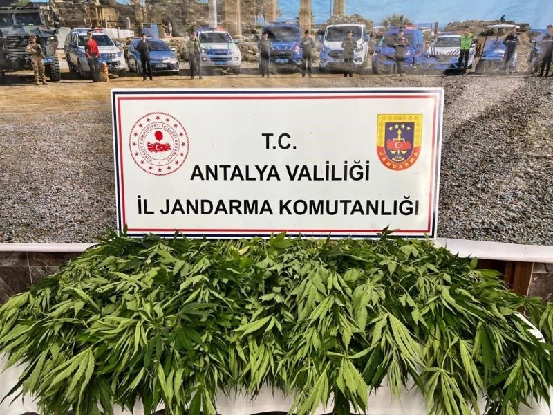 Antalya’da 268 kök kenevir ele geçirildi
