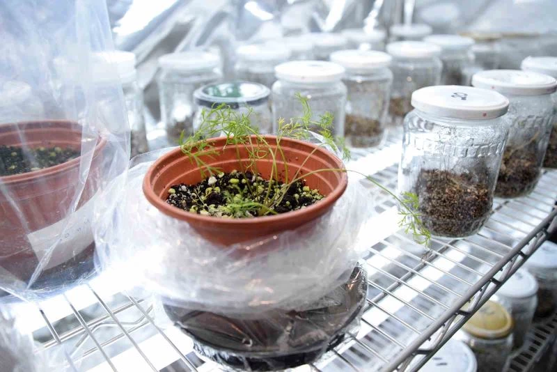 Genom düzenleme teknolojisi havuçta başarıyla uygulandı
