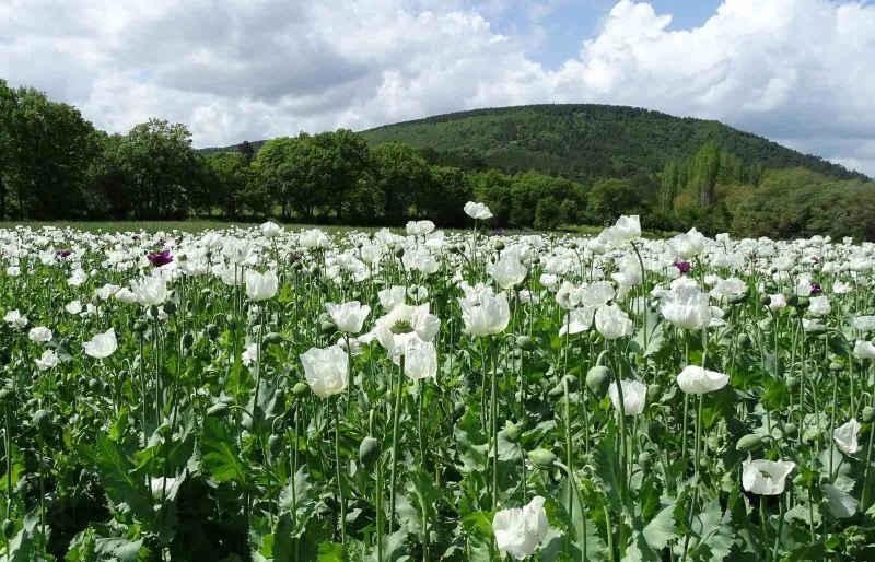 Hisarcık’ta beyaza bürünen haşhaş tarlaları görsel şölen sunuyor

