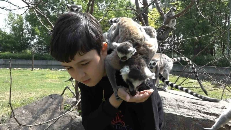 (Özel) Öğrenciler lemurları elleriyle besledi
