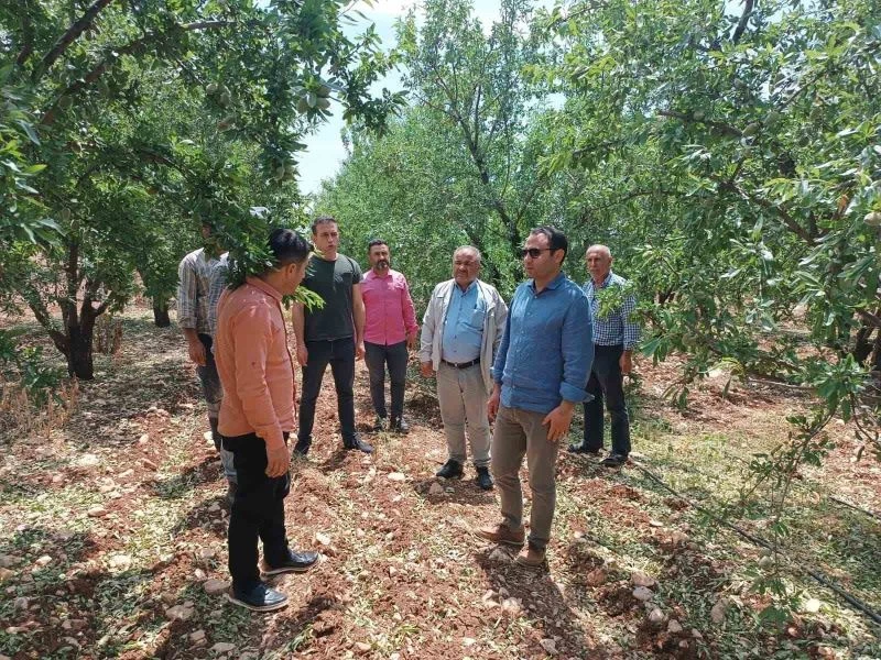 Dolunun zarar verdiği tarım alanları incelendi
