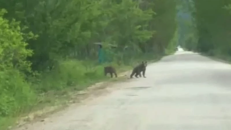 Anne ayı ve yavruları köy yakınında görüntülendi
