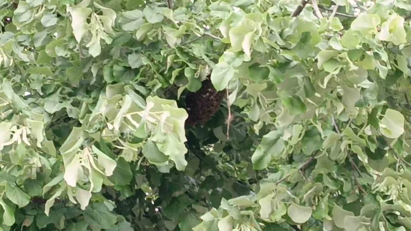 Tekirdağ’da ağaca yuva yapan yüzlerce arı vatandaşları korkuttu
