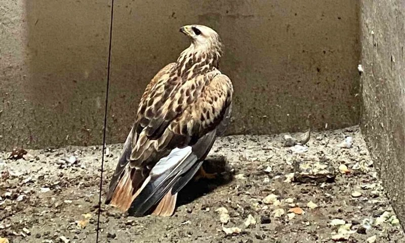 Apartman boşluğunda mahsur kalan şahin kurtarıldı
