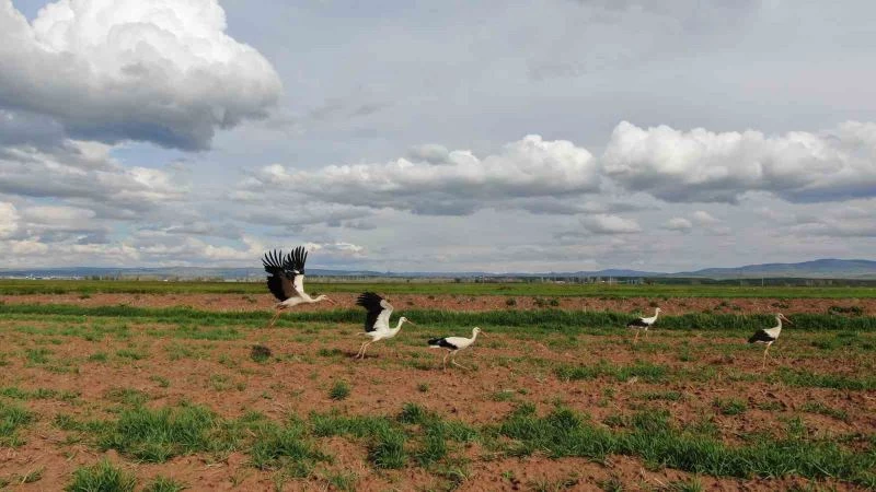Doğada sürü halinde gezen leylekler dikkat çekti
