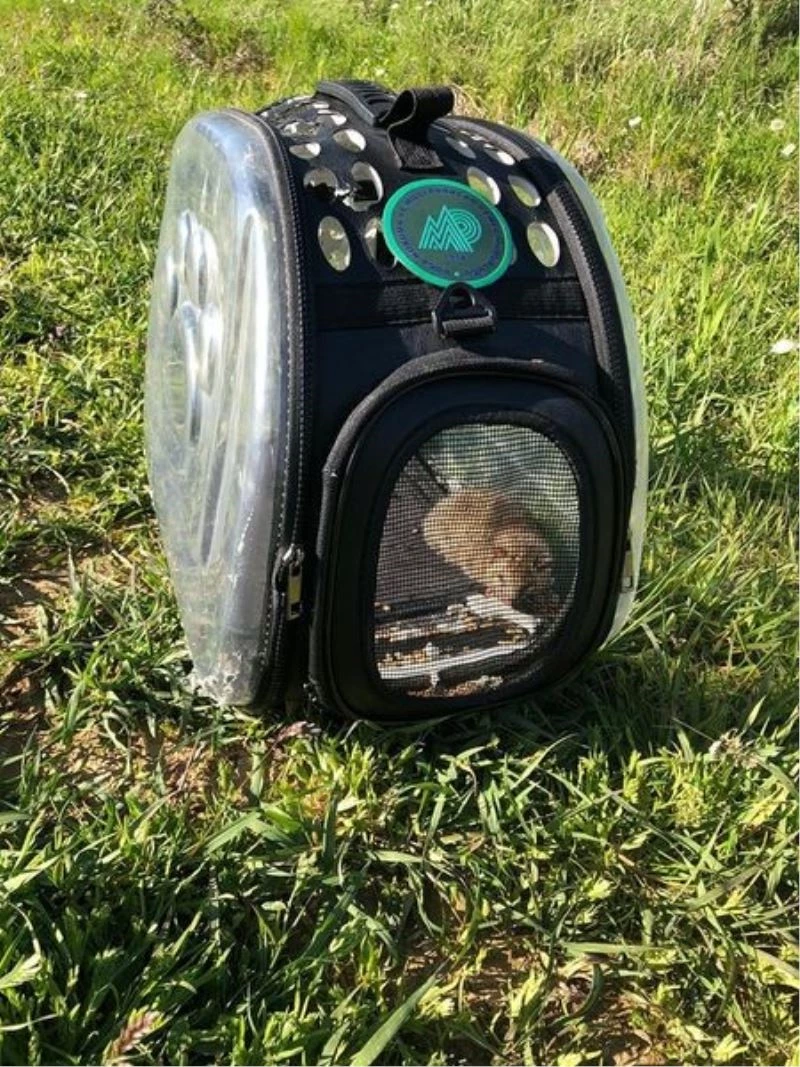 Sağlığına kavuşan ’yediuyur’ doğaya salındı
