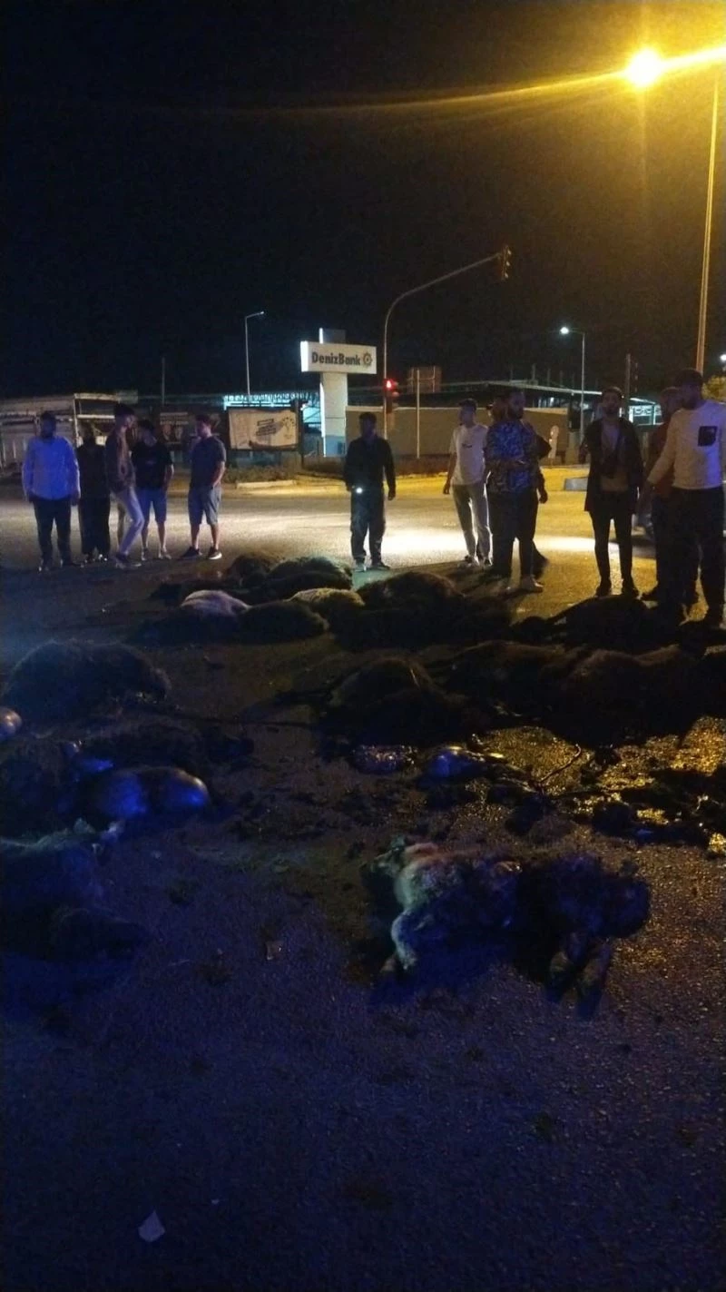 Sürüye otomobil çarptı, 20 koyun telef oldu
