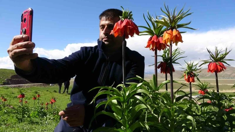 Yüksekova’da ters lalelere yoğun ilgi
