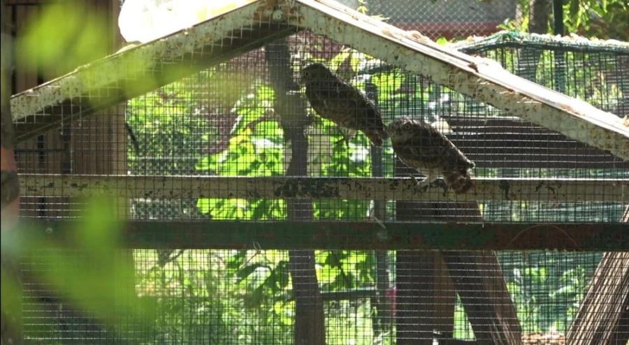 Yavru baykuşlar doğal ortamına salındı