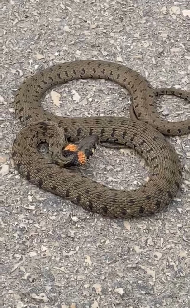 Kastamonu’da şehir merkezinde görülen yılan vatandaşlar tarafından görüntülendi
