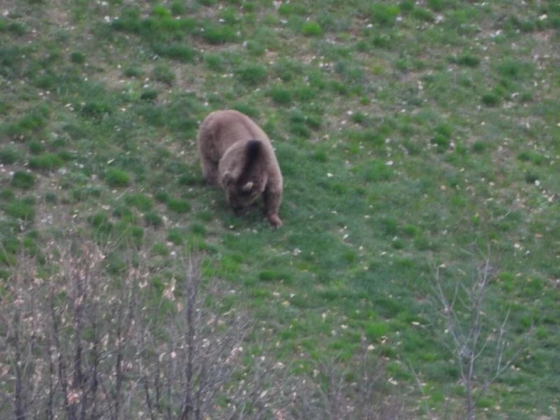 İspir’de ayılar tedirgin ediyor
