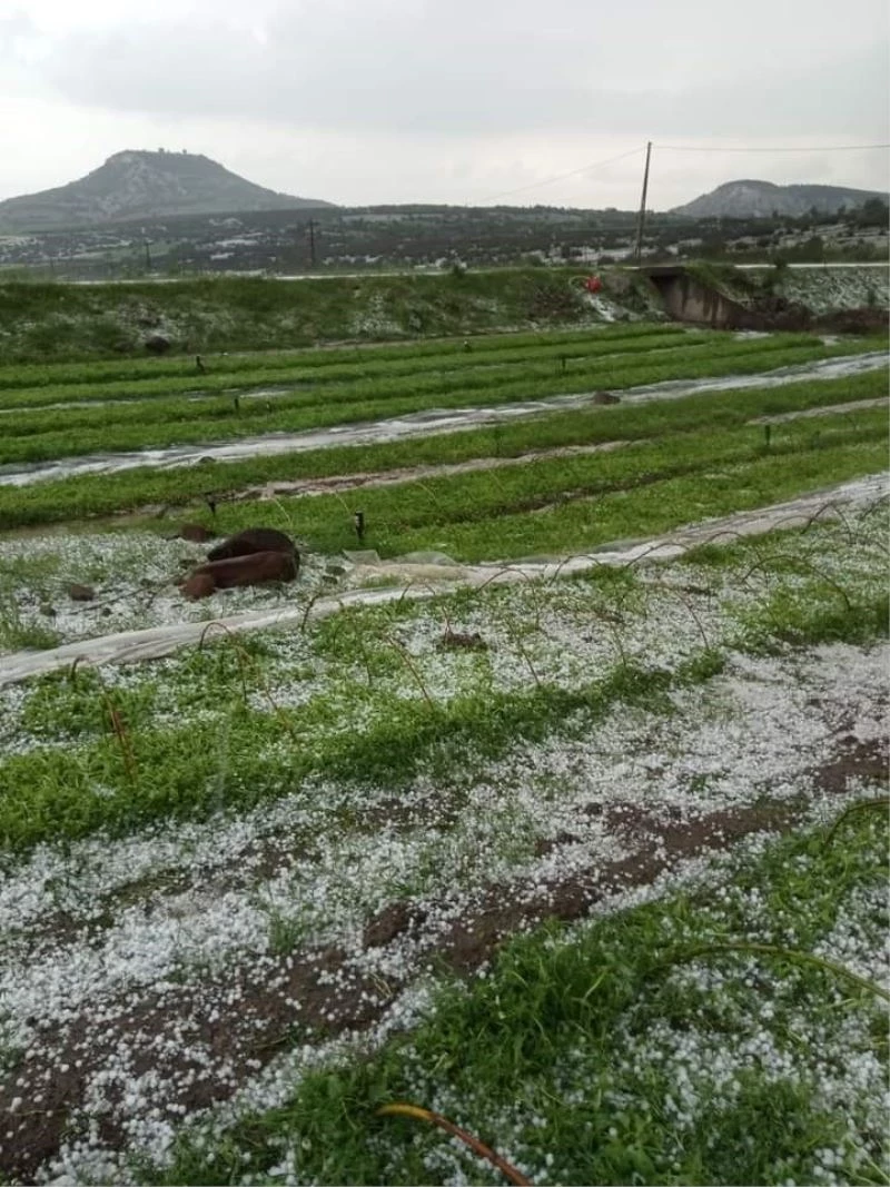 Selendi’de dolu yağışı ekili alanlara zarar verdi
