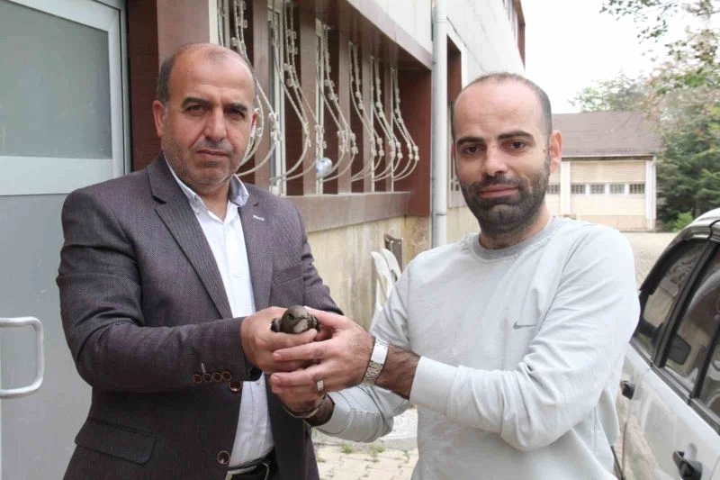 Elazığ’da vatandaşın bulduğu ebabil kuşu, koruma altına alındı
