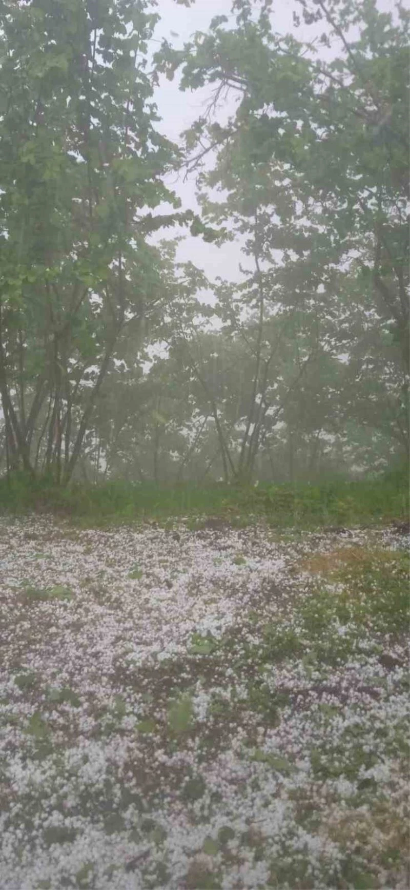 Giresun’un yüksek kesimlerinde Mayıs dolusu şaşırttı

