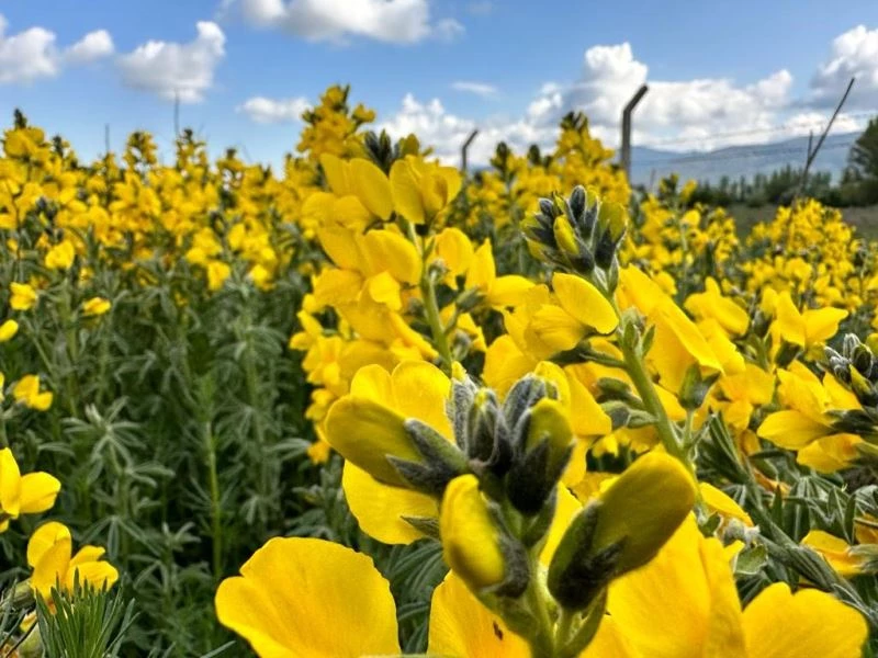  Dünyada bir tek bu bölgede yetişen çiçeği koparmanın cezası dudak uçuklatıyor
