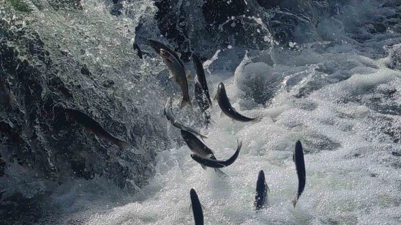 İnci kefalinin muhteşem yolculuğu başladı
