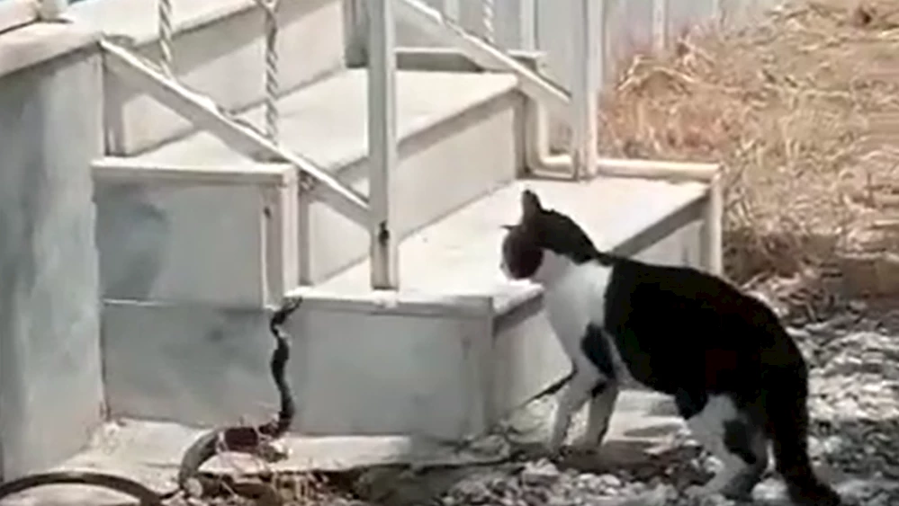 Osmaniye Bağkur Evlerinde Yılan Görüntülendi.