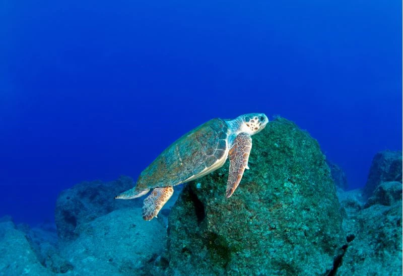 Kumsalda kilometrelerce yürüyüp caretta caretta yuvalarını kayıt altına alıyorlar