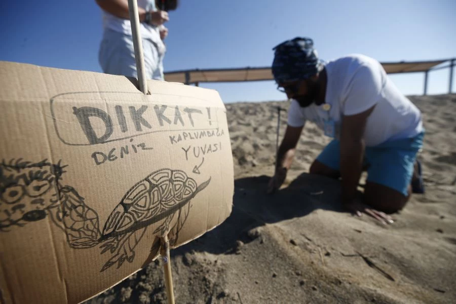 Kumsalda kilometrelerce yürüyüp caretta caretta yuvalarını kayıt altına alıyorlar