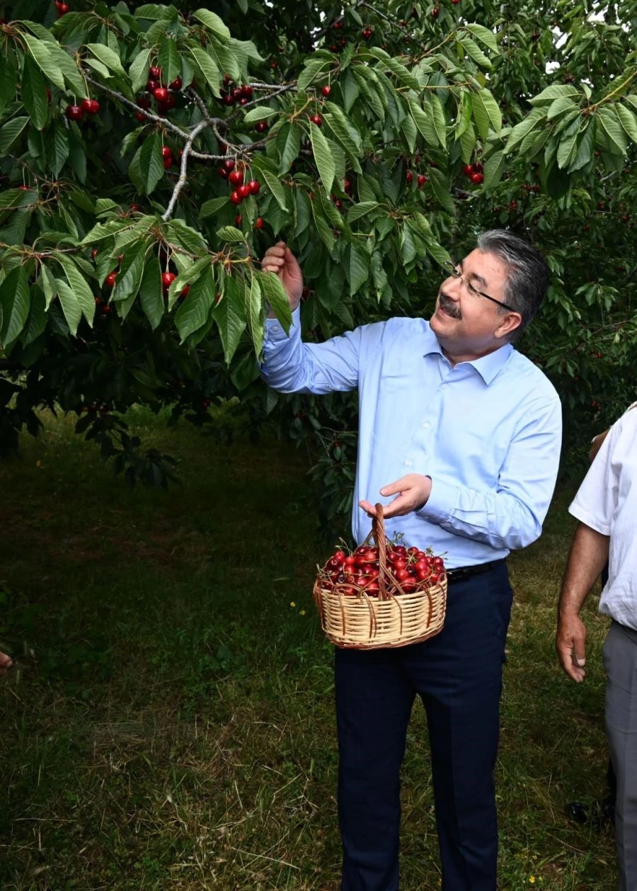 Osmaniye’de kiraz hasadı yapıldı