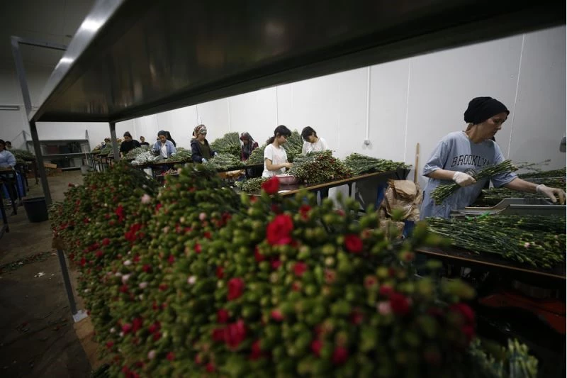 Sevginin sembolü çiçekler, kadınların ellerinde işlenip ihraç ediliyor