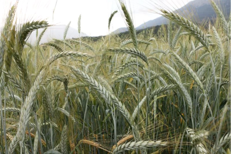 Korkuteli ve Elmalı ilçelerinde ekilen buğdaylar filizlendi