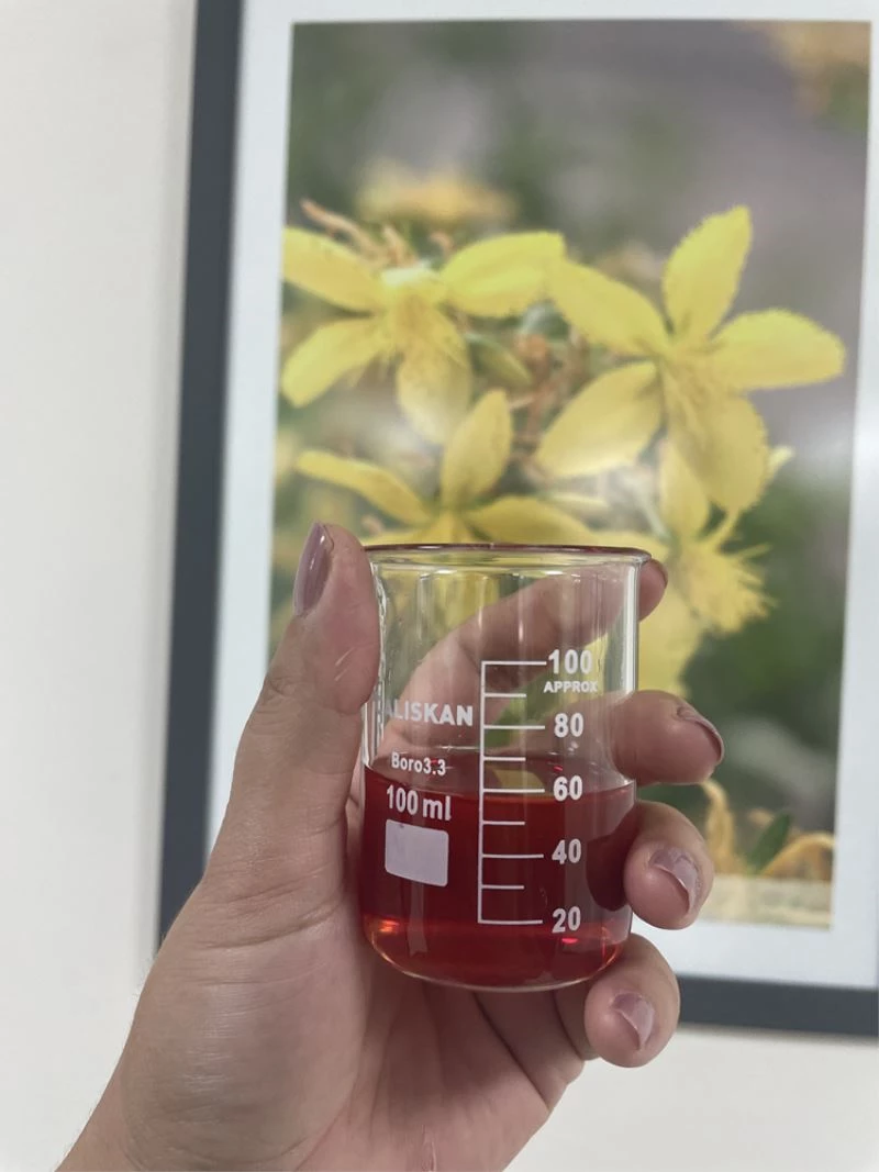 Sarı kantaron türleri ekonomiye kazandırılacak